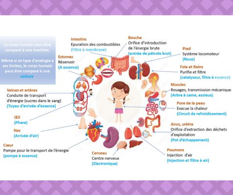 Le corps humain... C'est un peu comme une voiture