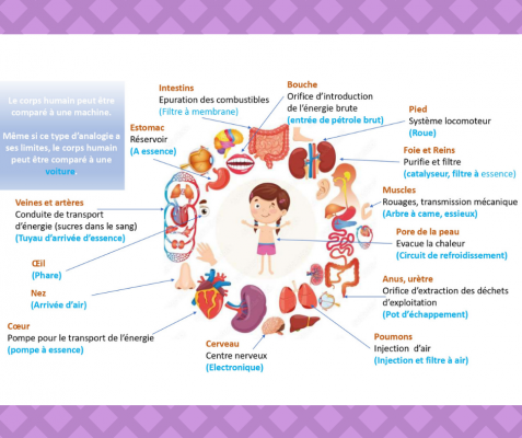 Le corps humain... C'est un peu comme une voiture