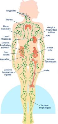 LE DRAINAGE LYMPHATIQUE PAR LA REFLEXOLOGIE